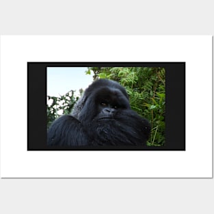 Silverback Gorilla, Hirwa Group, Rwanda, East Africa Posters and Art